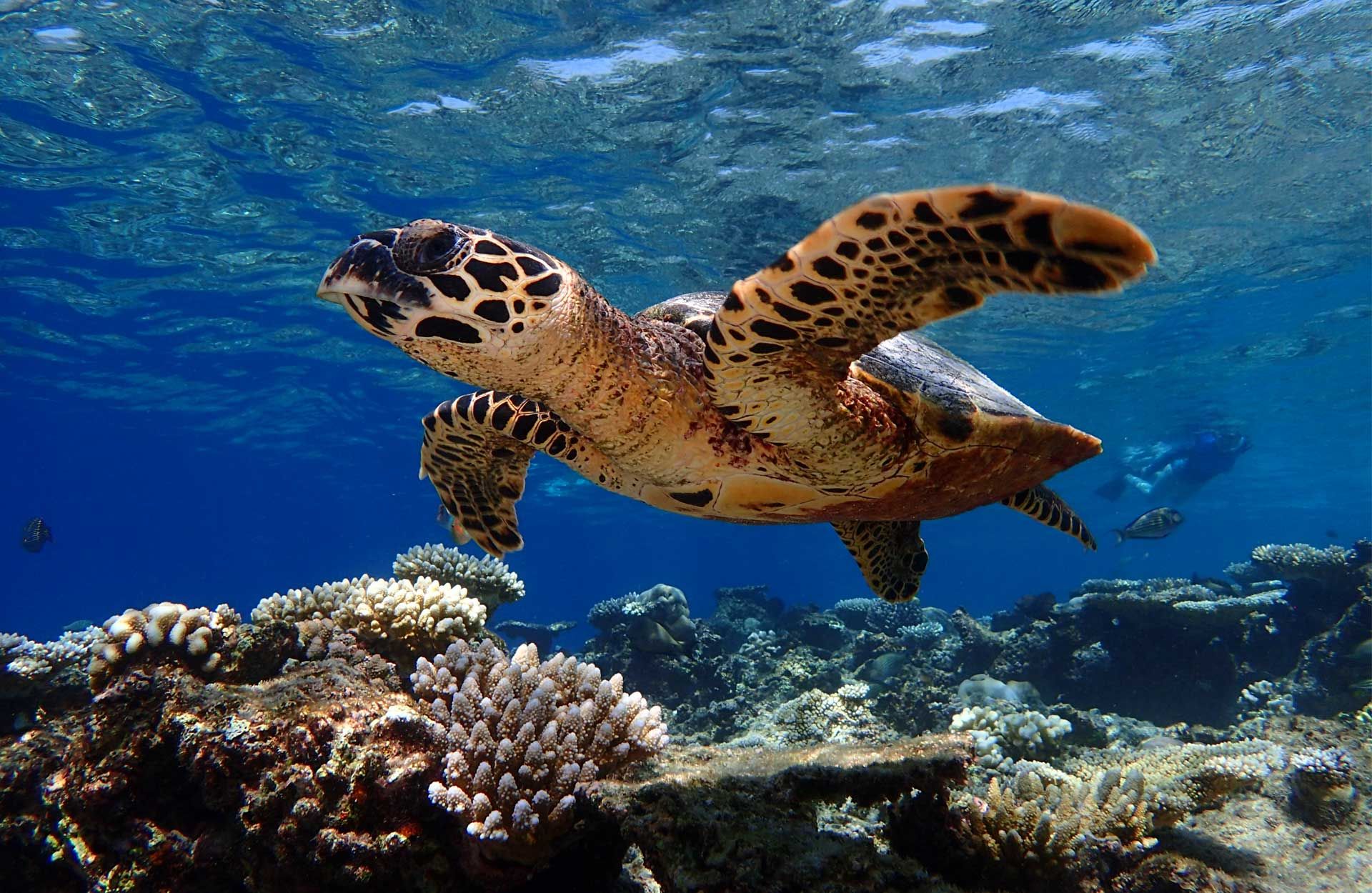 Baros Maldives 