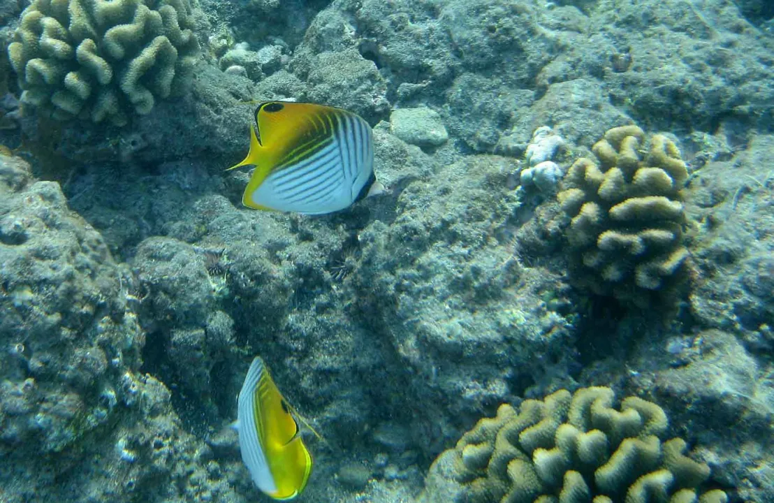 Scuba Diving Maldives