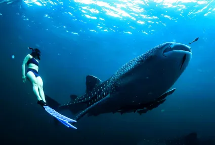Do's & Don'ts Before Diving with Whale Sharks in Outrigger Maldives Maafushivaru Resort