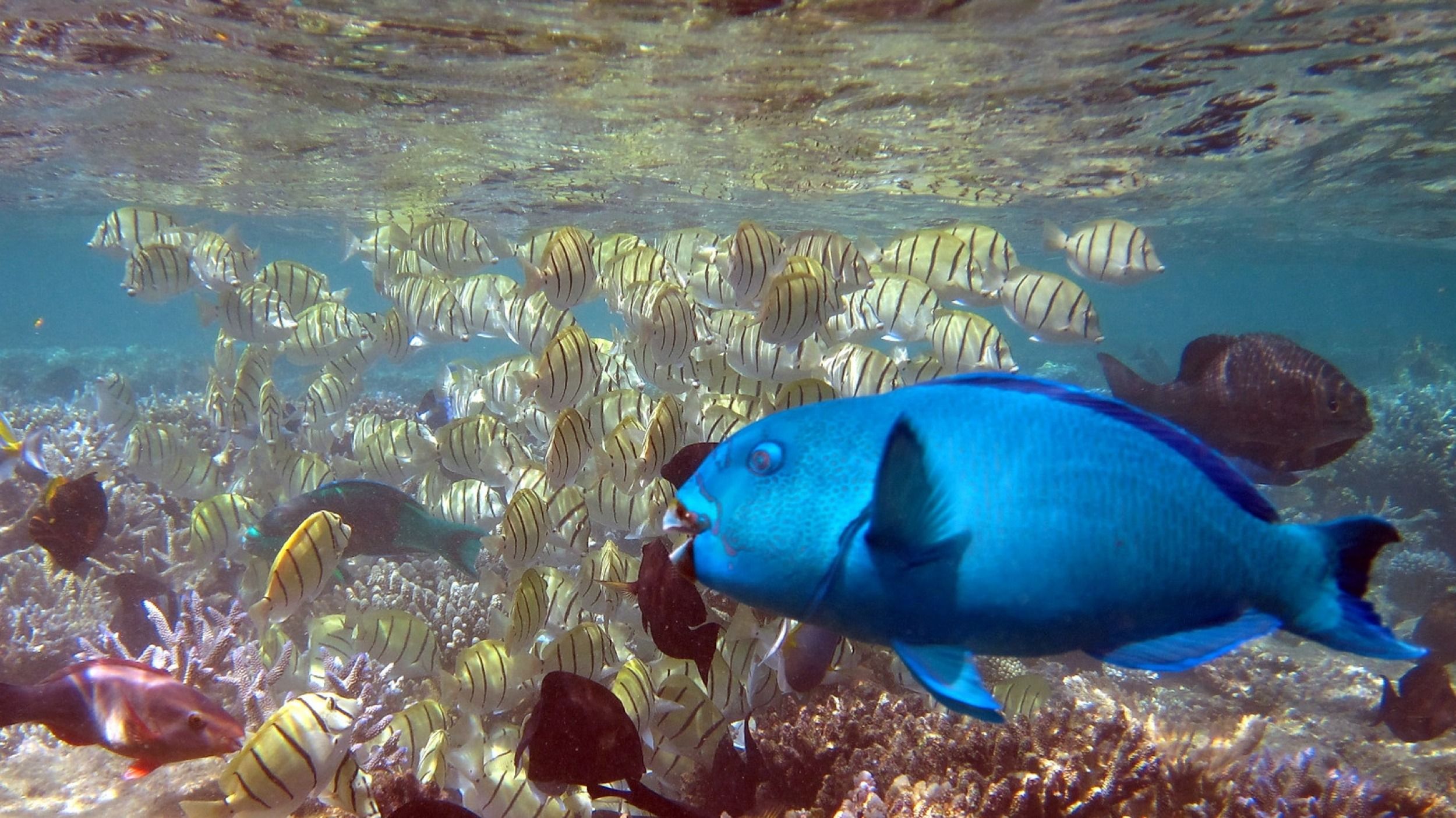 W Maldives