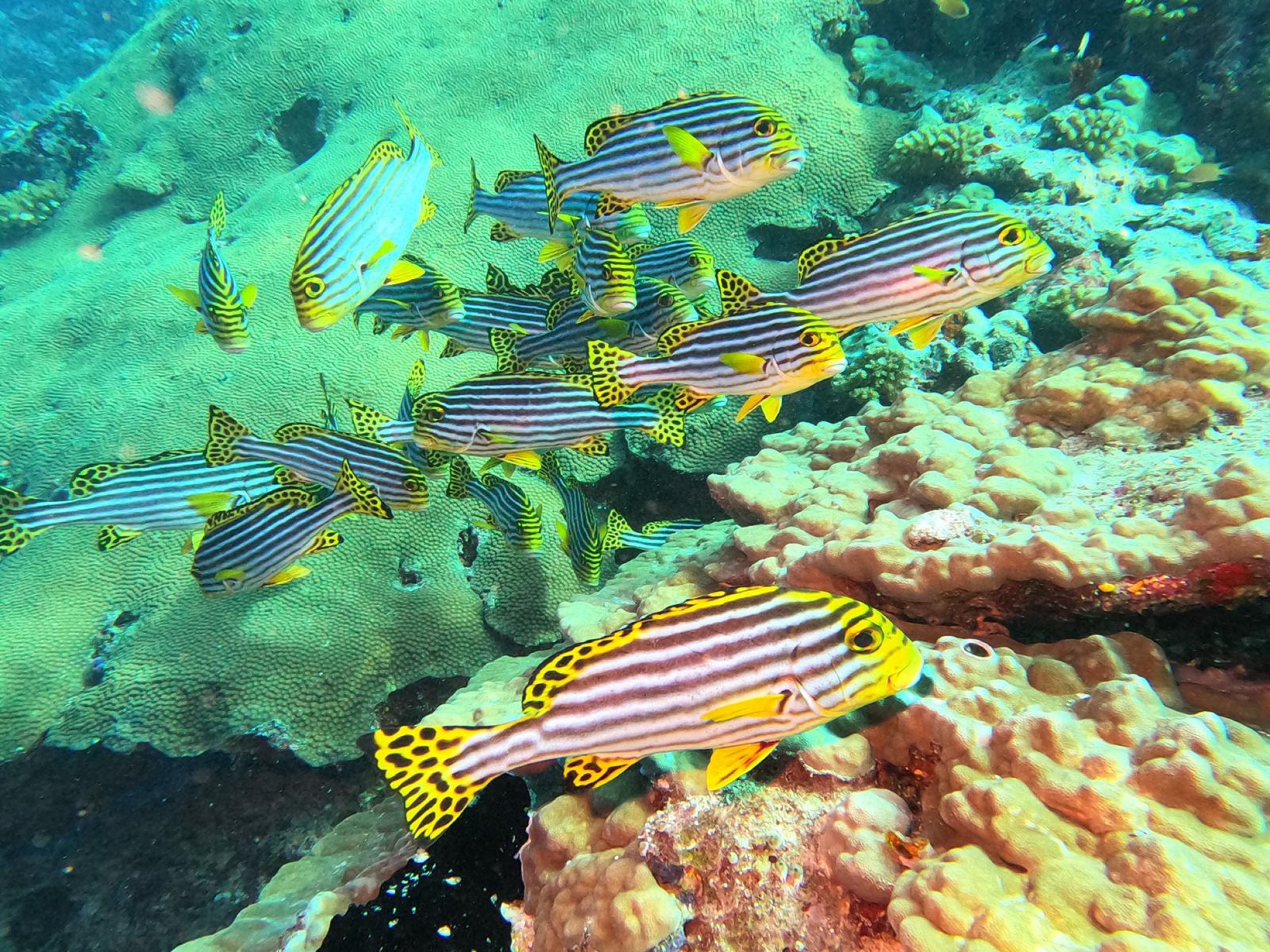 Kuda Villingili Resort Maldives
