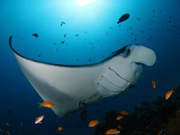Soneva Fushi Maldives