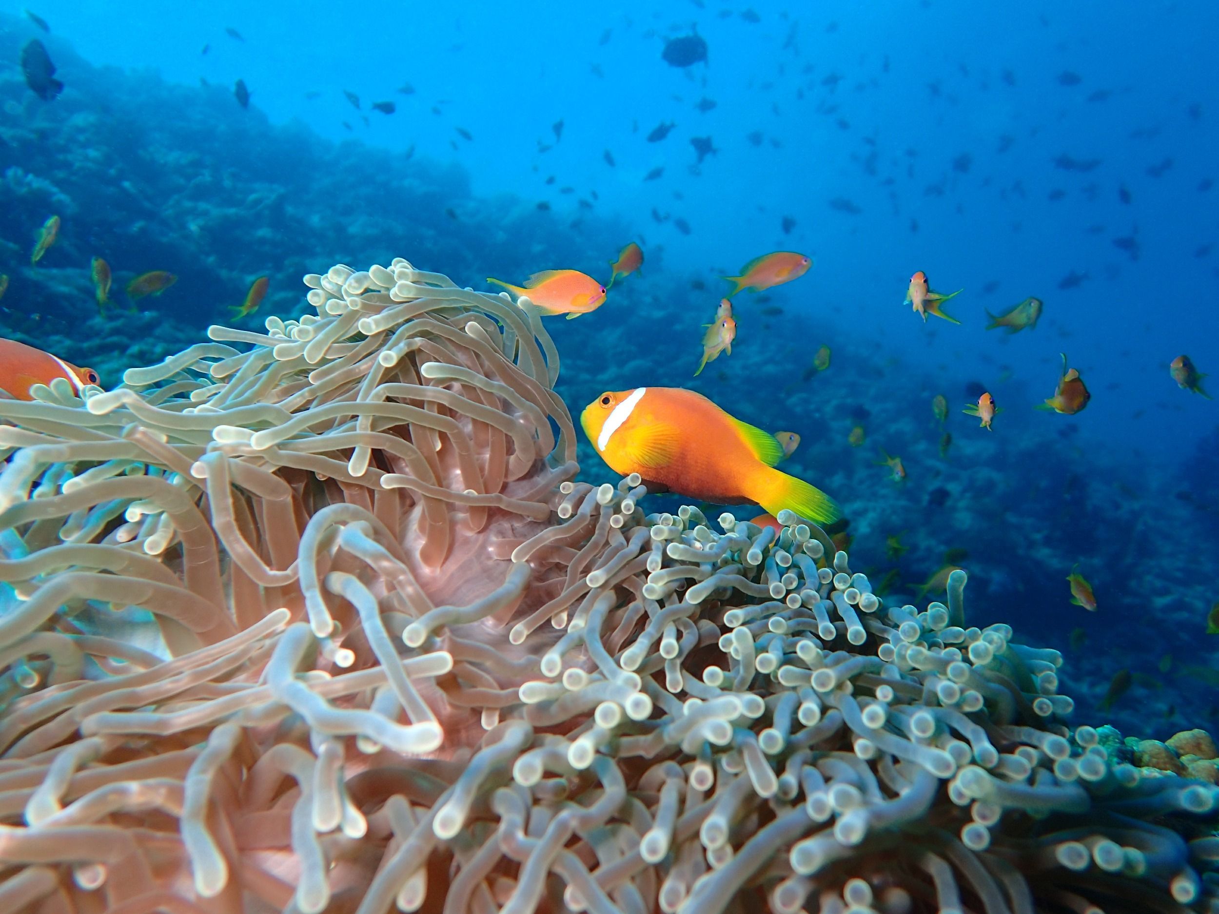 The Nautilus Maldives house reef diving