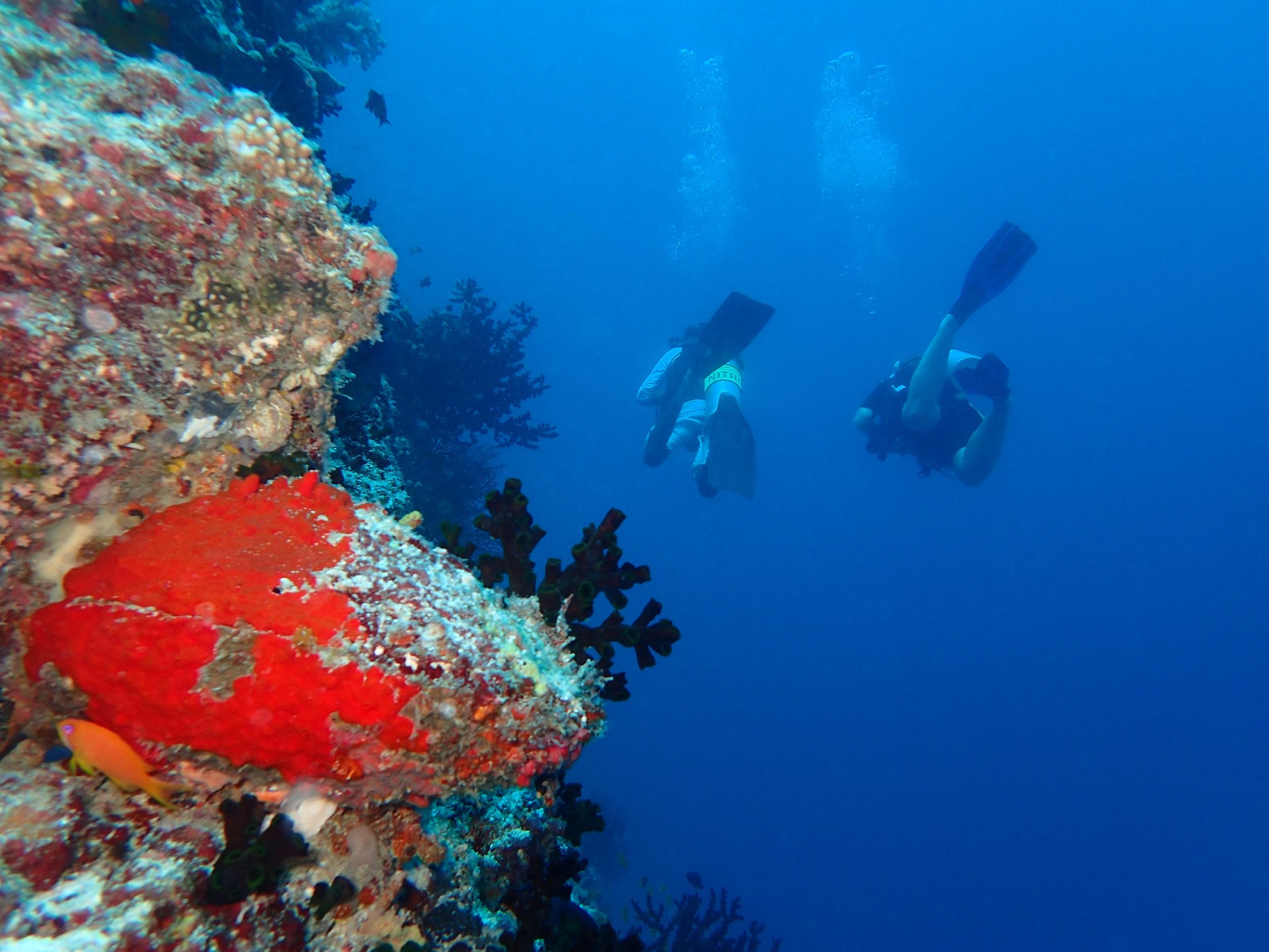 The Nautilus Maldives house reef diving