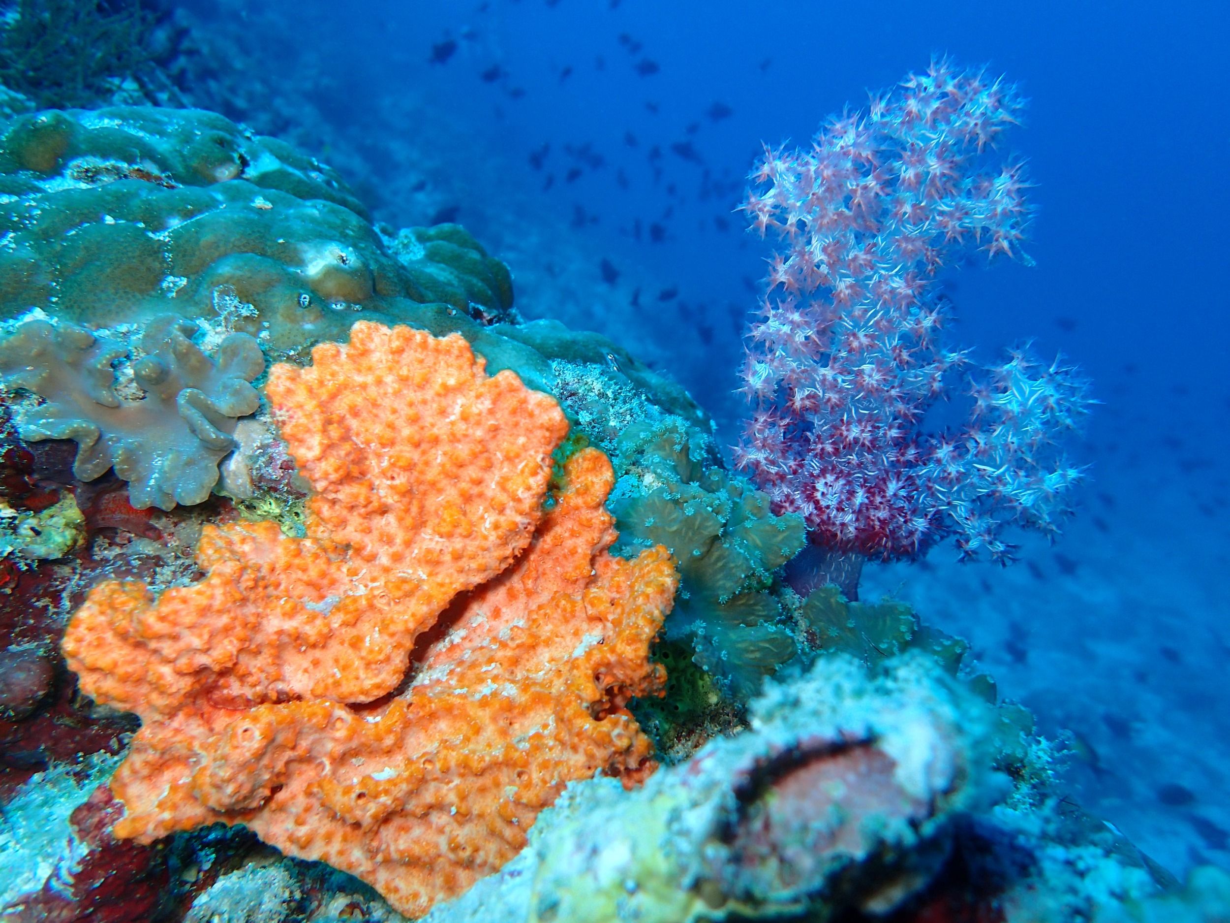 The Nautilus Maldives house reef diving