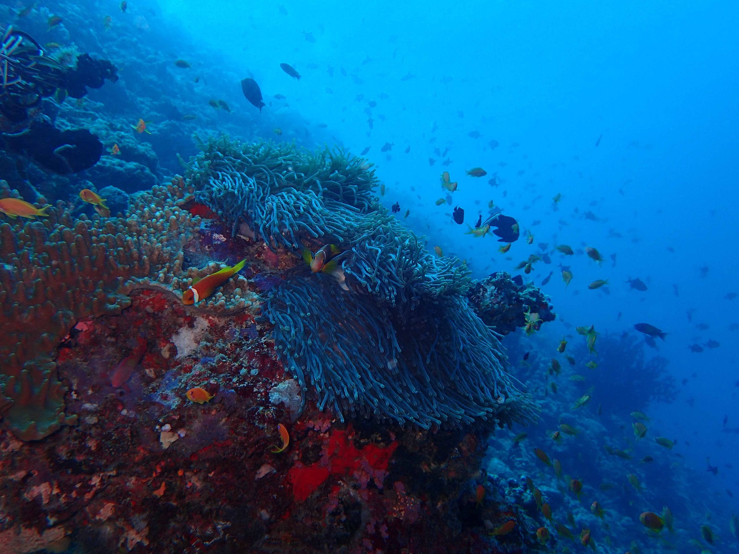 The Nautilus Maldives house reef diving