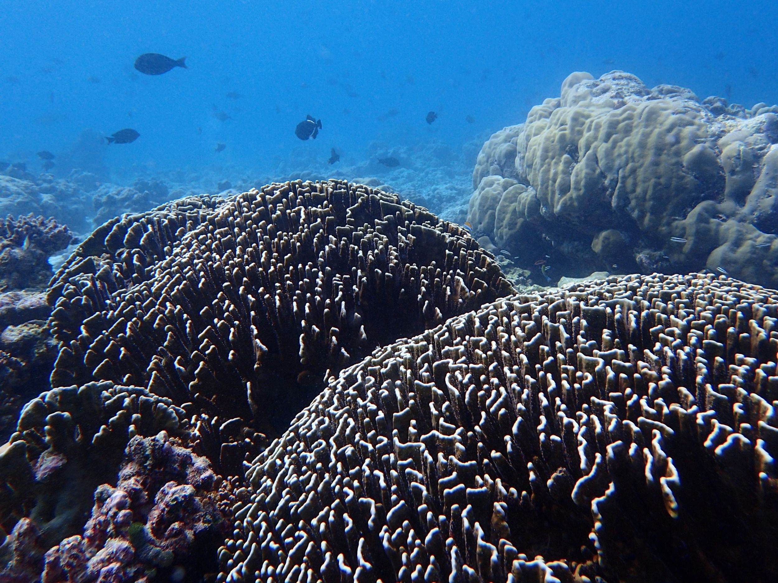 The Nautilus Maldives house reef diving