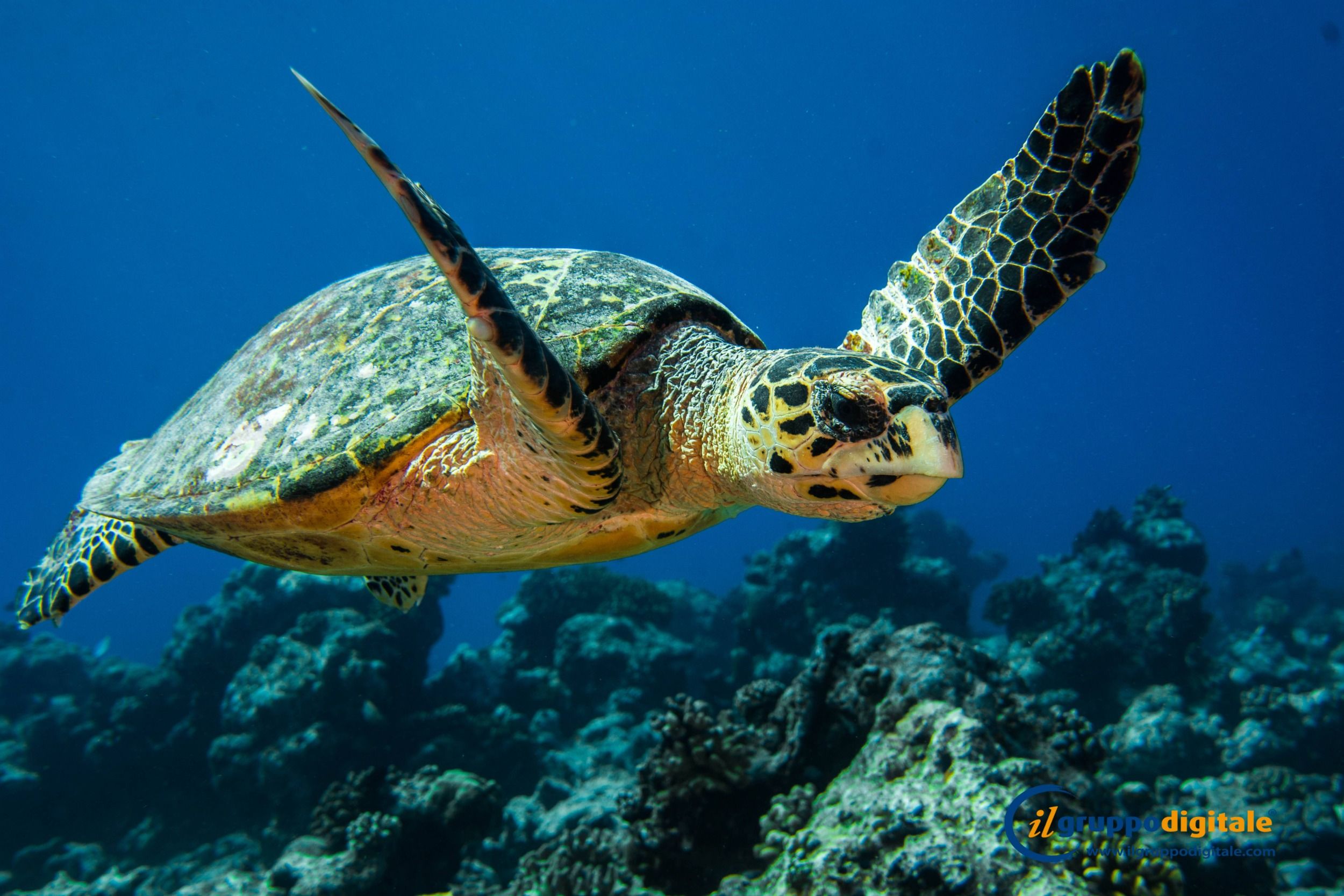 NIVA Dhigali Maldives