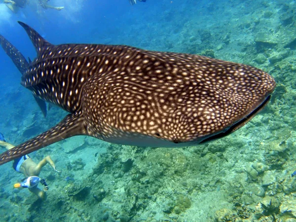 Radisson Blu Resort Maldives Whale Shark