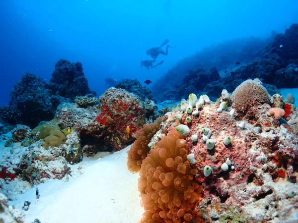 Radisson Blu Resort Maldives diving