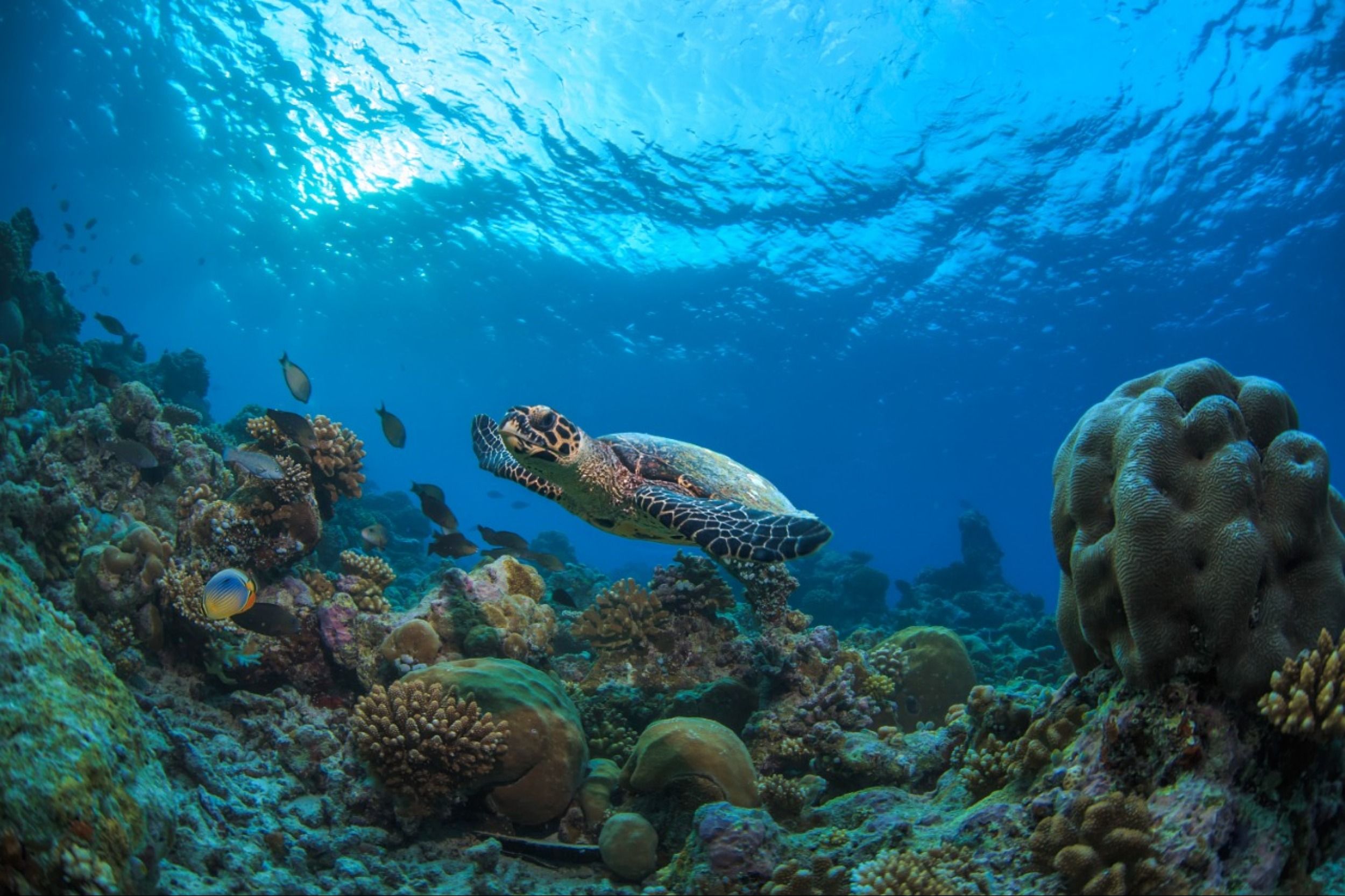 Madifushi Private Island Maldives - Diving
