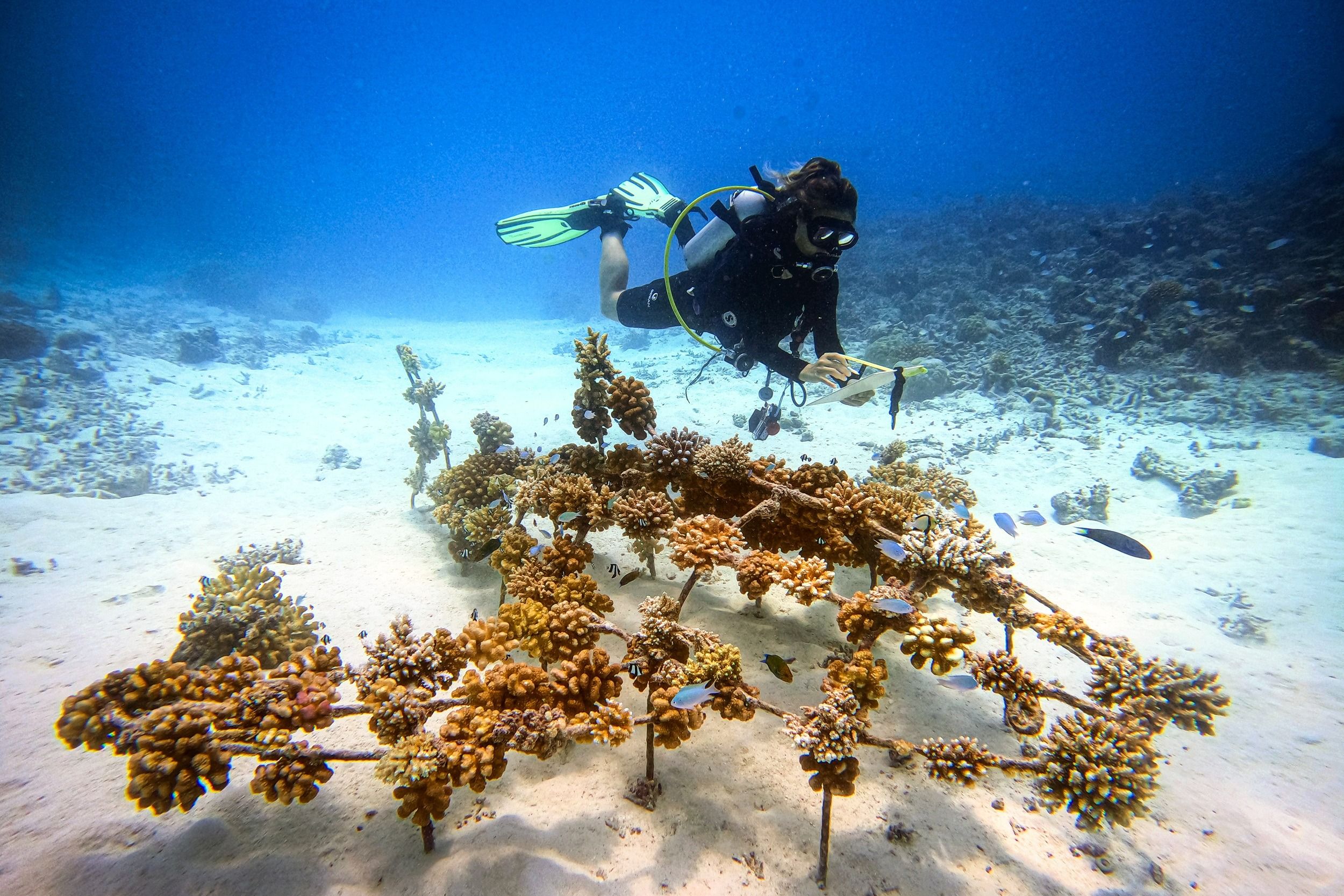 Marine Life 