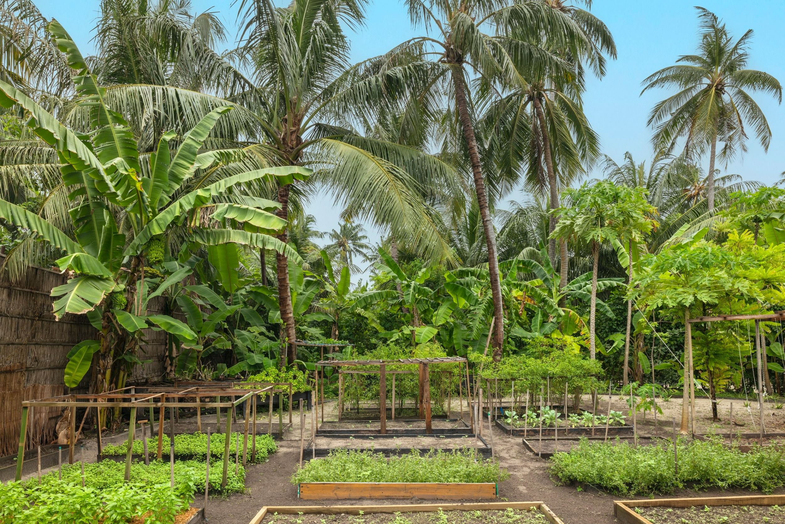 Organic Garden