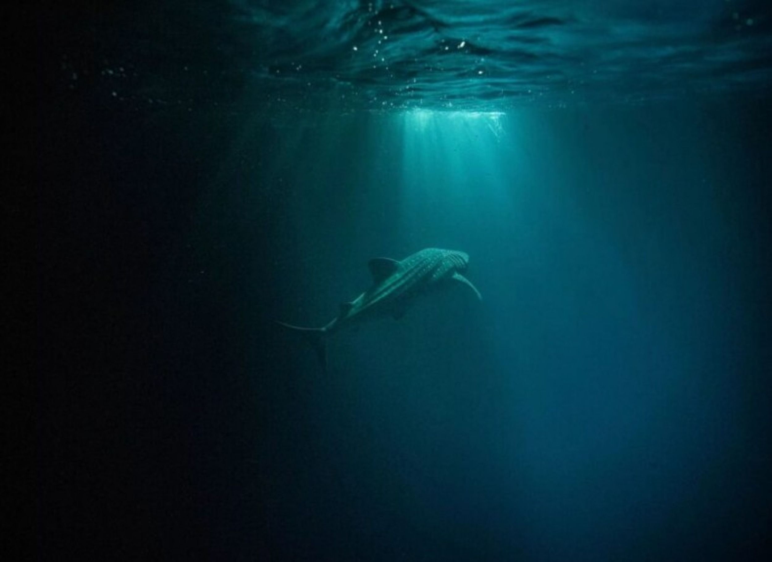 Experiences - Whale Shark Encounter