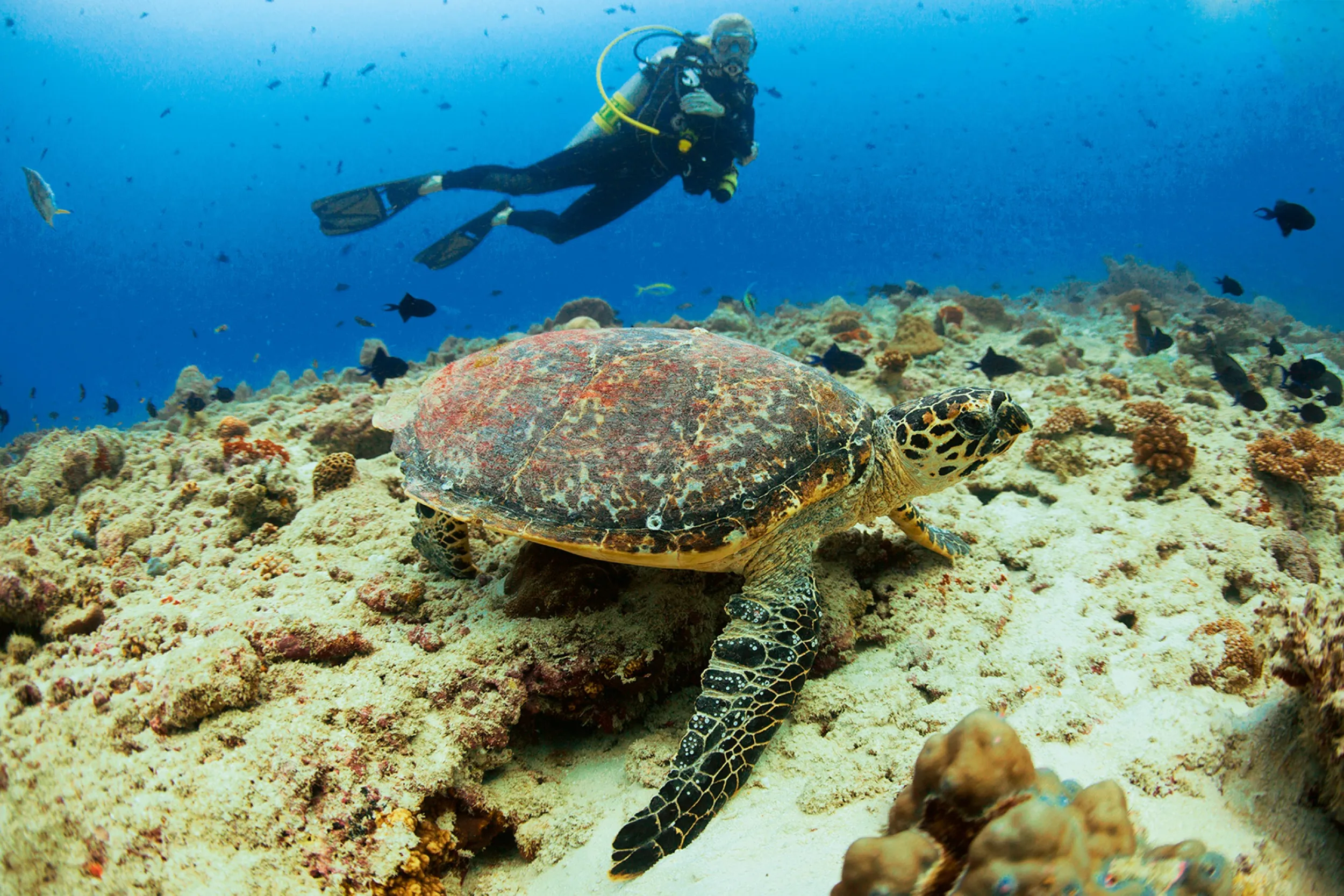 Diving-Moment
