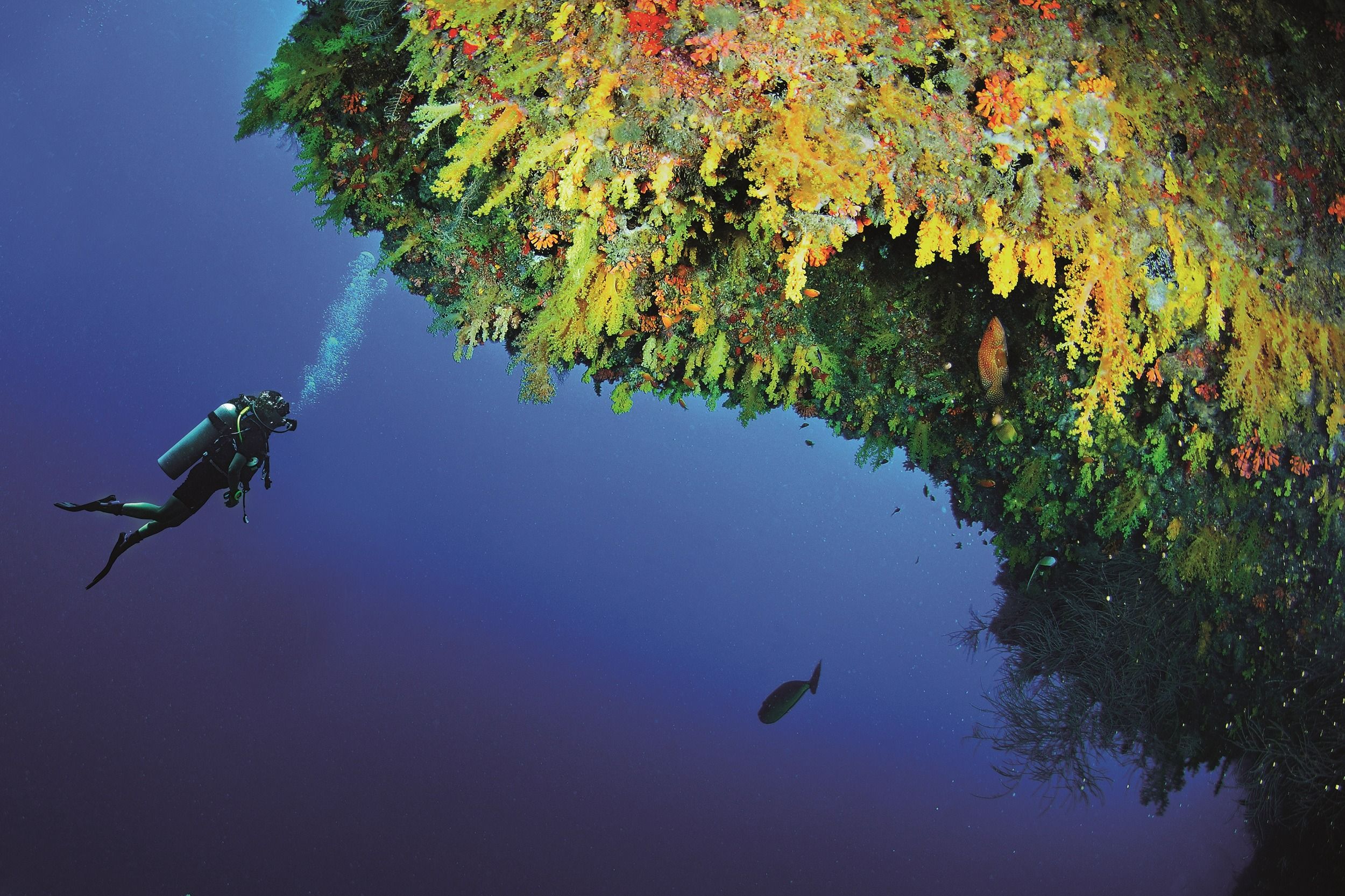 Golden Wall at House Reef