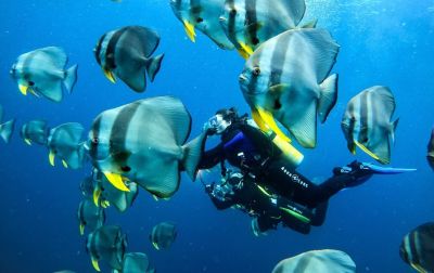 Diving